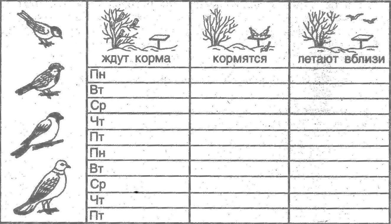 План наблюдения за птицами